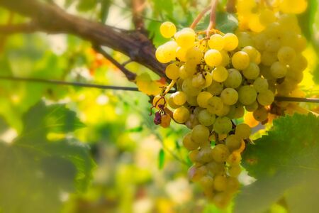 Bunch of grapes is one of the symbols coming autumnの写真素材