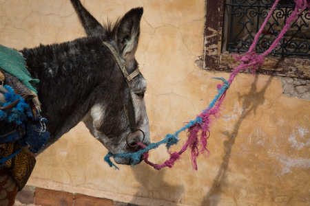 Waiting donkey on Marrakesh Market in Moroccoの写真素材