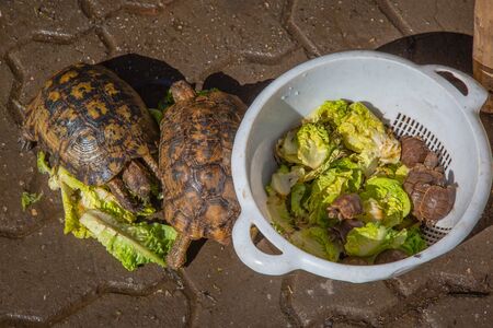 Turtles on the market in the Marrakech Medinaの写真素材