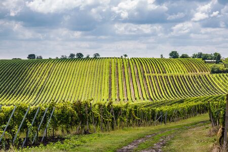 Vineyard in the area Velke Bilovice, the largest wine village in Moravia, Czech Republicの写真素材