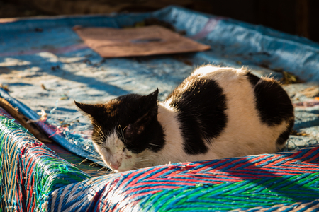 Cat sleeping under the warm rays of the morning sun in Fes medina, Moroccoの写真素材