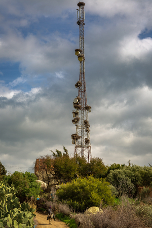 In Morocco they love and protect storks.  Surrounding area of Meknes.のeditorial素材