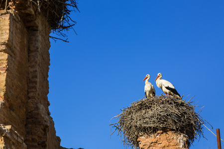 Storks nesting in the ruins of Chellah shrine of the 13th century minaret in Rabat, Moroccoの写真素材