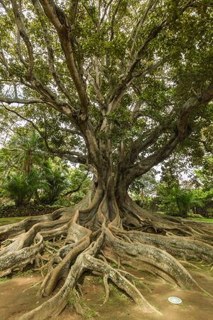 Ficus macrophylla, Australia. Antonio Borges Botanical Garden in Ponta Delgada. Ponta Delgada on the island of Sao Miguel is the capital of the Azores.の写真素材