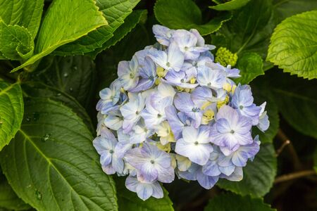Hortensia grows on the island of Sao Miguel everywhere. Sao Miguel is part of the Azores archipelago...