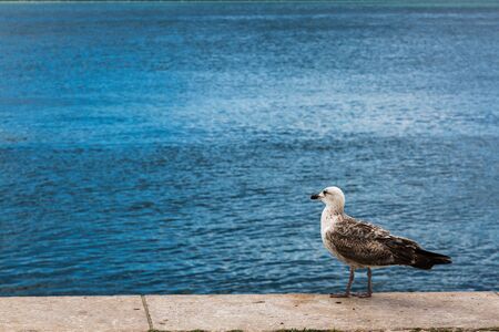 On the banks of Tagus River in the Belem Neighborhood, Lisbon, Portugalのeditorial素材