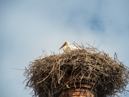 Storks in the medieval Portuguese city of Silvesの写真素材