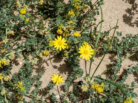 Plants growing in sand dunes above the beach in northwest Sardiniaの写真素材