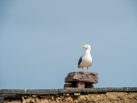 On the medieval walls of Castelsardo in the north of Sardiniaの写真素材