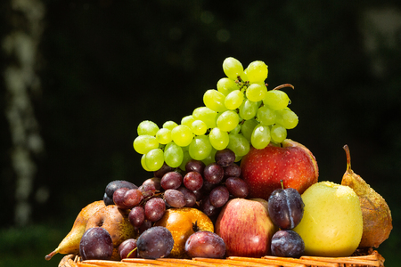 Fruit picking at the end of summer - apples, pears, plums and grapesの写真素材