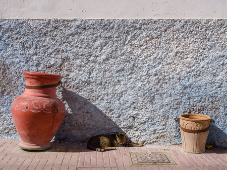 Cat warming up in the sun on the Medina of Essaouira, Morrocoの写真素材