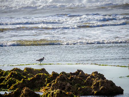 Atlantic coast at Zaouiet Bouzarktoune near Essaouira, Moroccoの写真素材
