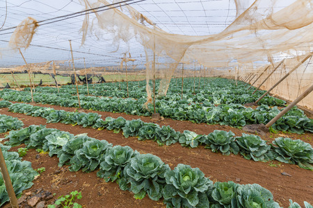 Growing vegetables in greenhouses with irrigation, Tenerife, Canary Islands, Spainの写真素材