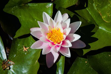 End of May at Botanical Garden in Porto, Portugalの写真素材