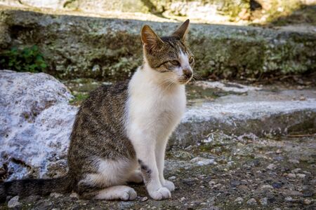 Cats in the streets of Pelekas village on Corfu island, Greeceの写真素材