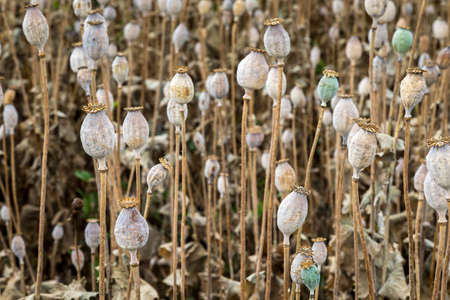 Field full of dry poppies. Farm fields in Slovakia.の写真素材