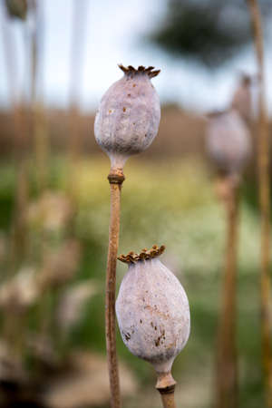 Field full of dry poppies. Farm fields in Slovakia.の写真素材