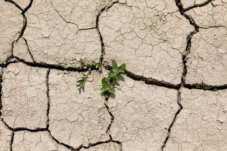 Dry cracked soil. The fields are missing rain.