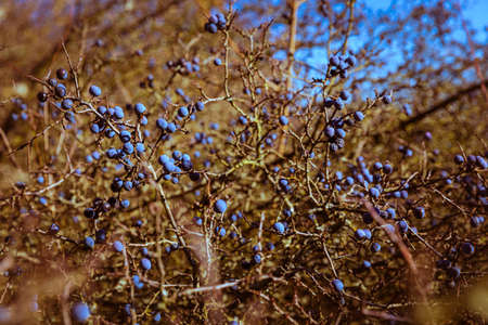 Rosehips and blackthorns - autumn fruits of nature. Hills above the town of Pezinok, Slovakia.