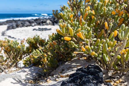 Beautiful white beach on the island of Lanzaroteの写真素材