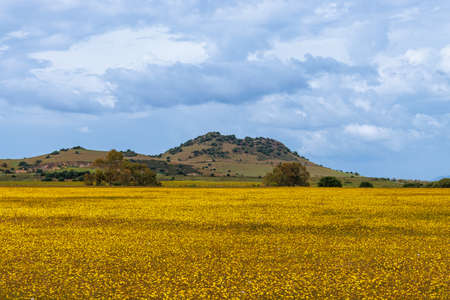 The abundance of flowers in the vast meadows of Sardinia island, Italyの写真素材