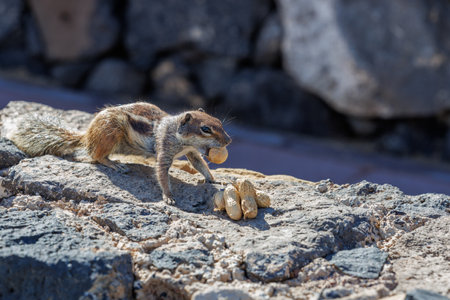 Chipmunk is a cute attraction on Fuerteventura, Canary Islandの写真素材