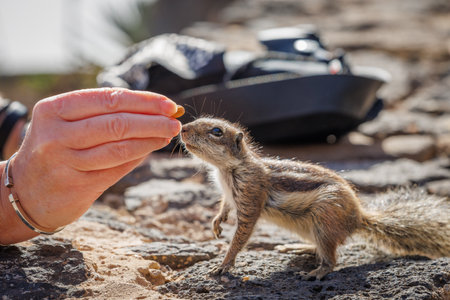 Chipmunk is a cute attraction on Fuerteventura, Canary Islandの写真素材