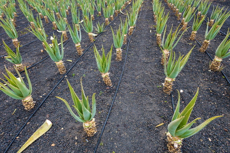Growing Aloe vera in fertile volcanic soil, Fuerteventura, Canary Islandの写真素材