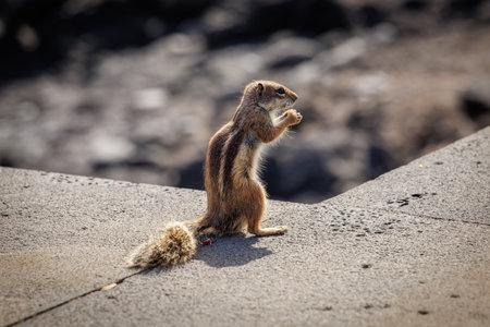 Chipmunk is a cute attraction on Fuerteventura, Canary Islandの写真素材