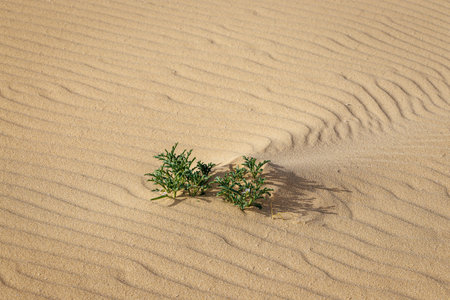 Sand dunes in the Parque Natural de Corralejo on the island of Fuerteventura in the Canary Islandsの写真素材