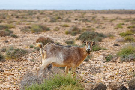 Goat farming is widespread on the island of Fuerteventura in the Canary Islandsの写真素材