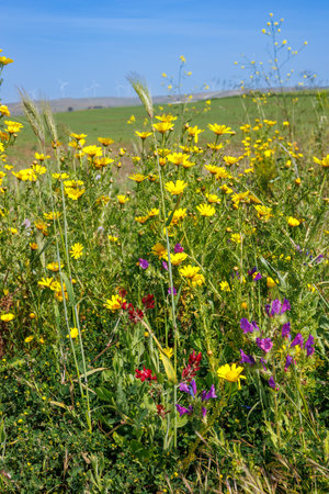 Spring meadow flowers blooming in the west of Sicily, Italyの写真素材