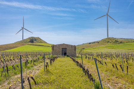 Landscape with vineyards and wind turbines on the western island of Sicily, Italy
