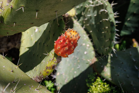 Spring prickly pear close up, island of Sicily, Italyの写真素材