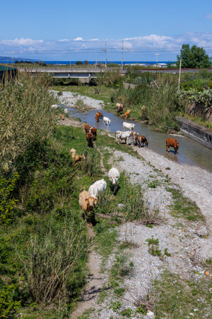 Pace del Mela, cows drinking water from the river, Sicily, Italyの写真素材