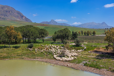 Flock of sheep grazing at Lake Poma on the island of Sicily, Italyの写真素材