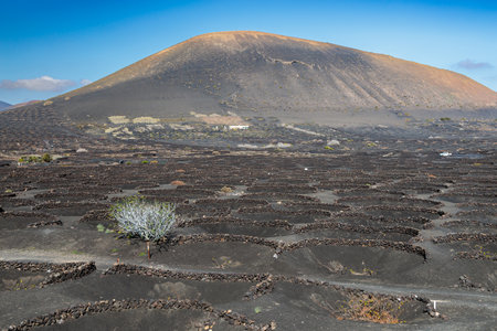 Typical grape growing on the island of Lanzarote, Canary Islands, Spainの写真素材