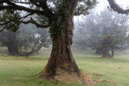Magical Fanal Laurel Forest on the island of Madeira, Portugal