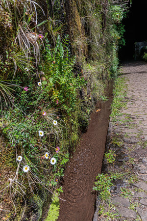 Vegetation and water distribution in the Levada 25 Fontes area of â€‹â€‹Madeira Island,...