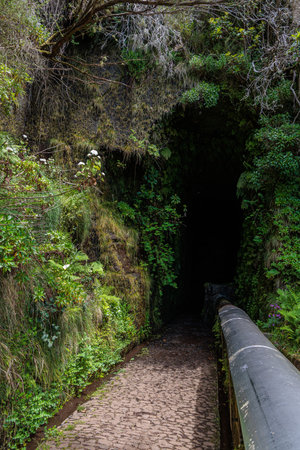 Vegetation and water distribution in the Levada 25 Fontes area of ââMadeira Island, Portugalの写真素材