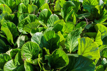 Vegetation in the Levada 25 Fontes area of ââMadeira Island, Portugalの写真素材