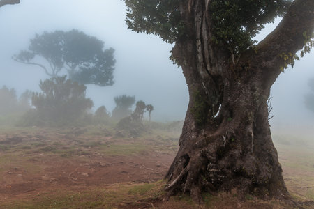 Magical Fanal Laurel Forest on the island of Madeira, Portugal