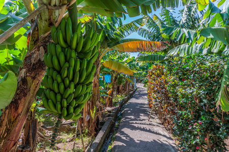 Banana growing at the Banana Route - Madalena do Mar on the island of Madeira, Portugalの写真素材