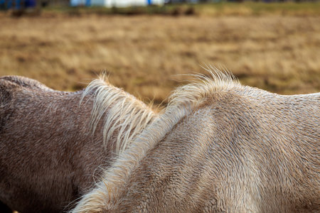 A rare breed of Icelandic horse in the autumn pastures of western Iceland in the North Atlanticの写真素材