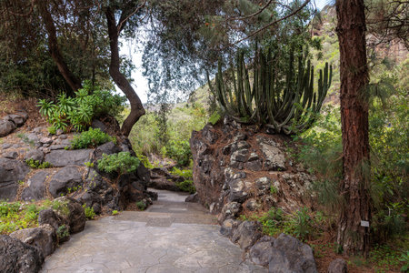 Botanical garden Jardin Botanico Viera y Clavijo, Gran Canaria, Canary Islands, Spainの写真素材