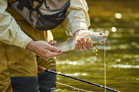 Catching a brown trout by a fly fisherman and catch & release