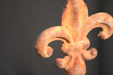 rusty lily in front of black backgroundの写真素材