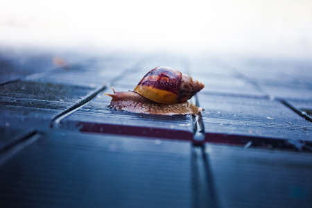 snailの写真素材