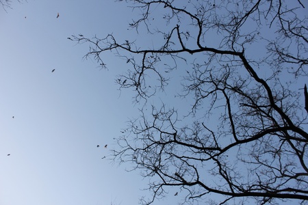 Trees and Birdsの写真素材