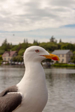 Seagull near a pond in Icelandの写真素材